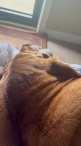 6.3K views · 224 reactions | Does anyone else’s dog make these noises and breathes like this when they are sleeping? | Jim Sichko | Facebook