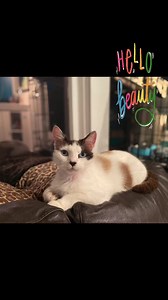 ❤️Adoptable Snowshoe Beauty Diamond ❤️ | Save A Purrfect Cat Rescue