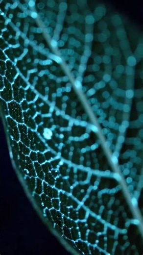 Micro Worlds part 5 #shorts #bioluminescent #macro #loop #nature #visuals #ambient