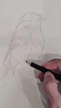 How to draw birds - a quick step by step Tutorial for beginners