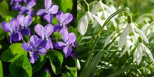 7 wild, spring flowers to spot as early as January