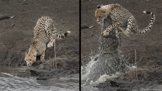 Watch what happens when a cheetah gets too close to a crocodile