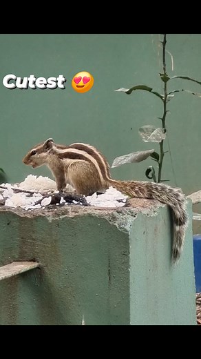 Stripes in Harmony: A Squirrel Story Squirrels play an important ecological role as seed and spore dispersers. Squirrels catch, or store, seeds and nuts in the soil and trees. When forgotten, these seeds and nuts sprout into new plants and trees. #squirrel #squirrellove #squirrellife #squirrelreel #cuteanimals #chipmunk #GardenAnimals Travel the World | Beautiful Australia43