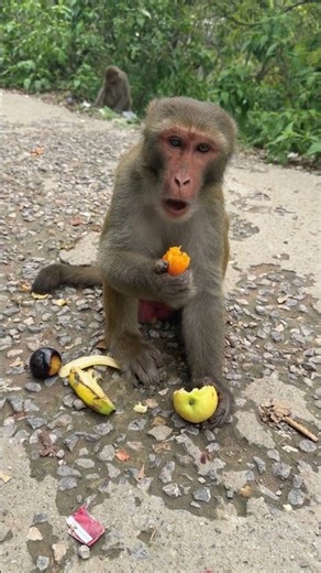 Wild Monkey True Nature And Community Behavior 🐒