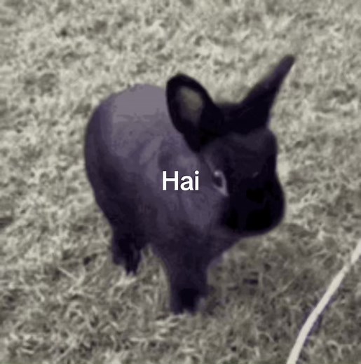 Adorable Little Bunni Moments