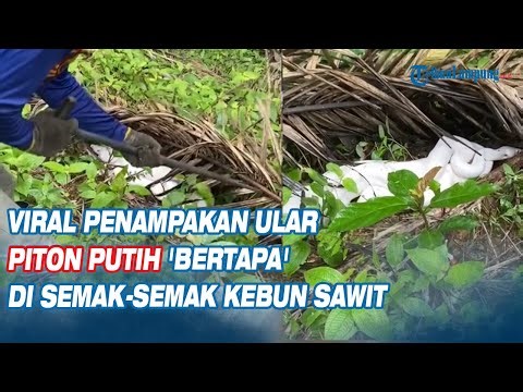 Viral Penampakan Ular Piton Putih 'Bertapa' di Semak semak Kebun Sawit