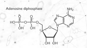 Adp Adenosine Diphosphate Molecular Structure Dna Stock Footage Video (100% Royalty-free) 1107494977 | Shutterstock