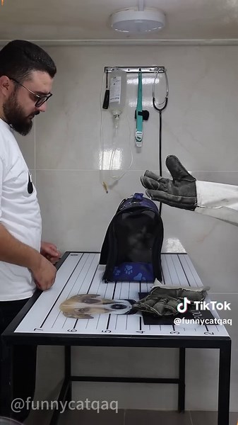 This Cat's Hilarious Reactions to Vet Visits