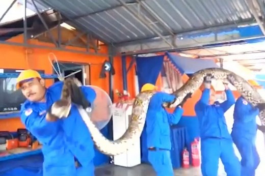 Le plus grand serpent du monde découvert en Malaisie ?