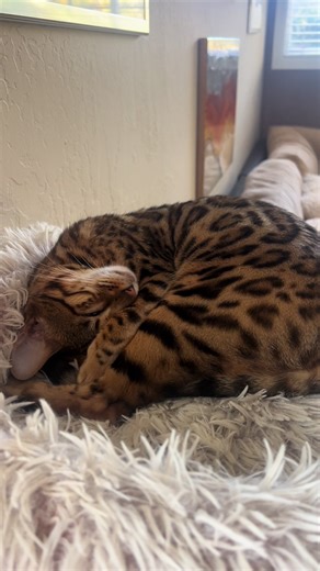 Cat Sleeping to Soothing Piano Tunes