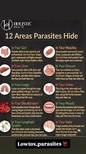 ‼️ Most people think parasites only live in the gut… ⚠️ But they hide everywhere — which is why symptoms feel so “random.” Where parasites love to hide ⬇️ 🫁 Liver & gallbladder: bloating, nausea, hormone imbalance 💩 Colon: constipation, diarrhoea, mucus 👃 Sinuses: constant congestion, “never-ending colds” 🫁 Lungs: coughing, wheezing, phlegm 🧖‍♀️ Skin: rashes, itching, eczema 🦵 Muscles & joints: stiffness, unexplained aches 🧠 Brain & nerves: anxiety, fog, poor sleep 🔻 Reproductive organs: