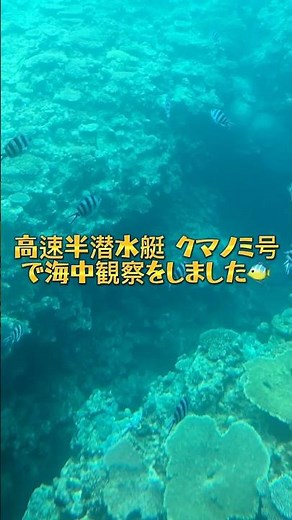 【沖縄本島】高速半潜水艇 クマノミ号 で海中観察をしました🐠#Shorts【生き物動画】