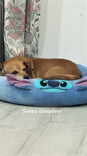 Simba Sleepover 💤🐕 #simba #sleepover
