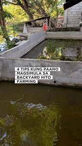647K views · 14K reactions | 4 tips para sa pagsisimula ng backyard hito farming. #JPFam #Catfish #AfricanCatfish #NativeCatfish #Pampanga #ConcretePond #BackyardFarming | JP Fam | Facebook