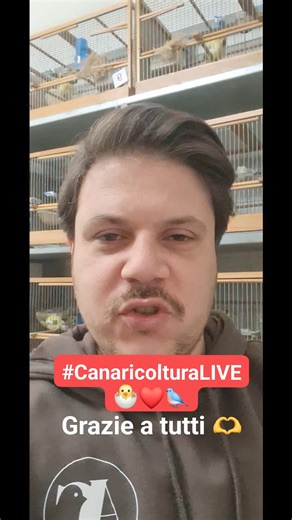 Siete tantissimi a seguire la mia rubrica sull'allevamento di canarini del venerdì alle 21.00 Grazie di cuore ad ognuno di voi 🐣❤️🫶 #canarini #CanaricolturaLIVE | Angelo Cremone