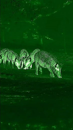 Is THIS the Best Thermal Scope on the Market?! #nocpixricos75r #1280 #thermal #nighthunting