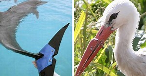 13 Animals given a new lease in life with prosthetics