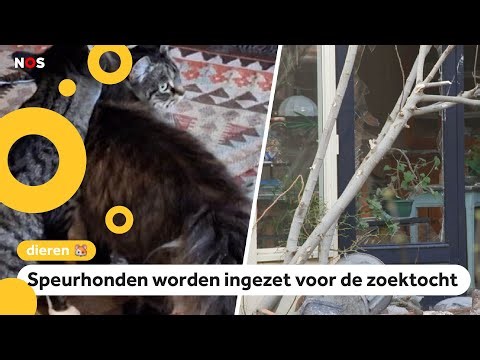 Katten Cara en Doerak een week na explosie Utrecht nog vermist