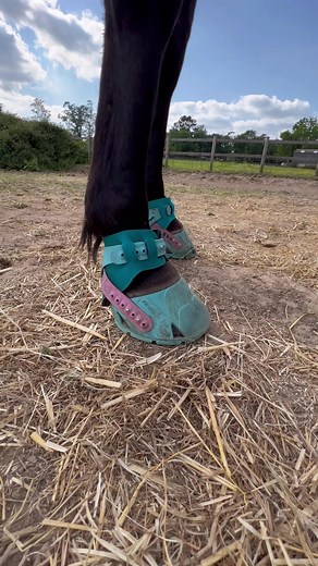 3.1K views · 34 reactions | Here’s how the back straps on your Flex Boots should be set up. Once you’ve determined the correct tightness (one finger comfortably between the strap and leg!), cut off any spare holes on the inside, and leave one spare hole on the outside so that it’s easy to open and close the back strap. #flexhoofboots #barefoothorse #hoofboots | Flex Hoof Boots | Facebook