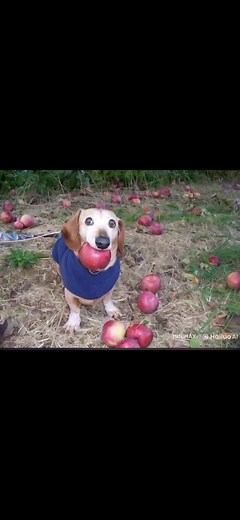 Perro con Manzana: Memes y Videos Divertidos