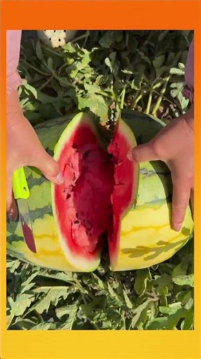 Large yellow-skinned watermelon split open, revealing perfect red flesh. #Fruit #Fresh #Food