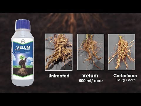Velum Prime: Stop Root Knot Nematodes & Protect Your Crops | Bayer