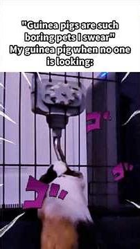 Is that a JoJo reference? Jotaro vs Dio guinea pig edition