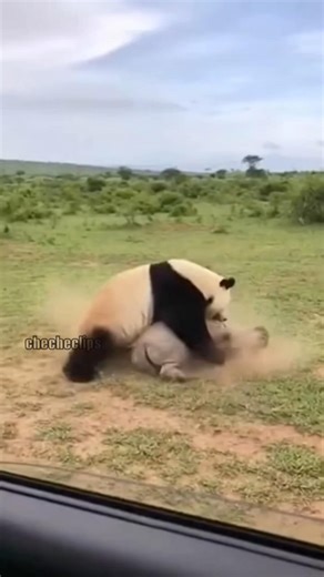 Panda power on the savanna