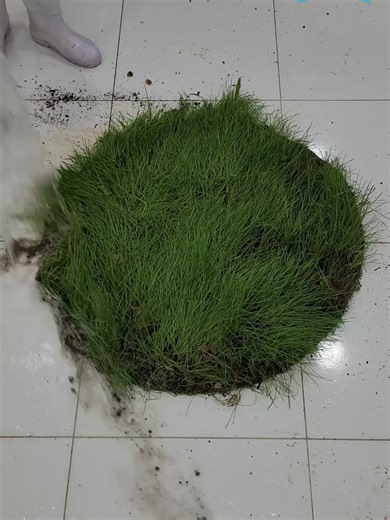 Satisfying Carpet Cleaning Transformation