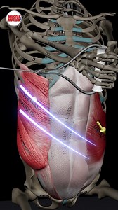 274K views · 5.6K reactions | Unlock the Power of Trunk Rotation! ...