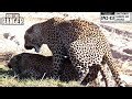 WILDlife: Drinking Male Leopard Seduced!