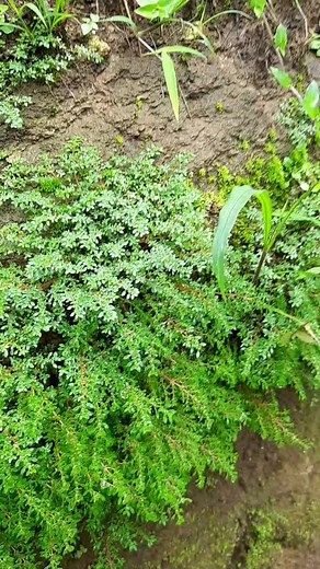 Lush Green Bush Close-Up in Natural Outdoor Setting