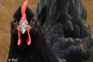Langshan Chicken - Breed Profile - Backyard Poultry
