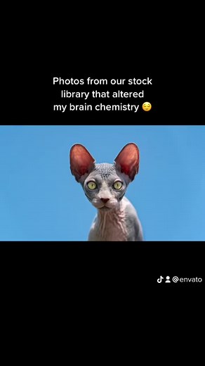 Discover Endless Possibilities with Envato's 7 Million Stock Photos