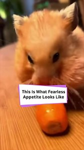 Cheek pouches set to maximum: nature’s tiny food magician 🥕🐹 | Aunty Acid