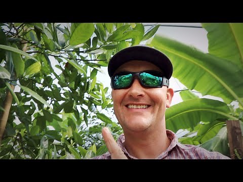 Jackfruit is Fruiting 18 Months From Seed!