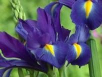 Experiences of participating in the 100,000 Genomes Project - Leanne- genomes