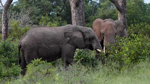 Meet the African elephant—the largest land animal on Earth. This species is protected under the US Endangered Species Act, a 50-year-old law that safeguards wildlife not only in America but also abroad. One of the greatest threats to African elephant conservation is wildlife crime, including poaching of the species for their ivory tusks. Other significant threats African elephants face in the wild include habitat loss and degradation, regional instability, climate change, and human-wildlife conf