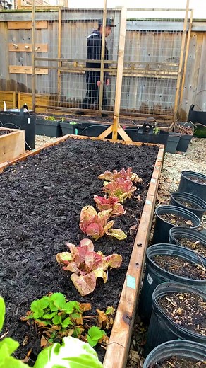 I'm a self taught gardener. I learned everything just by trying and practice to get better and better each day. If I can do this, I know you can too. #motivation #gardening #inspiration #practicemakesprogress #learning | Plantedinthegarden