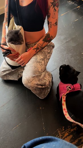 Bento meets Loki | Bento the Pug