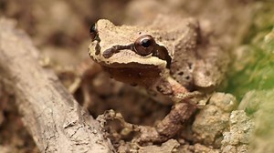 Join Naturalist Anthony Fisher as he examines the life cycle of and finds a friend in the Sierran Tree Frog. | East Bay Regional Park District