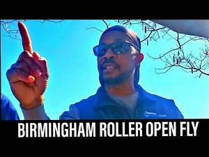 BIRMINGHAM ROLLER PIGEONS | OPEN FLY | SAM SMITTY #ROLLERPIGEONS #THEPIGEONMEDIA #pigeon #viral