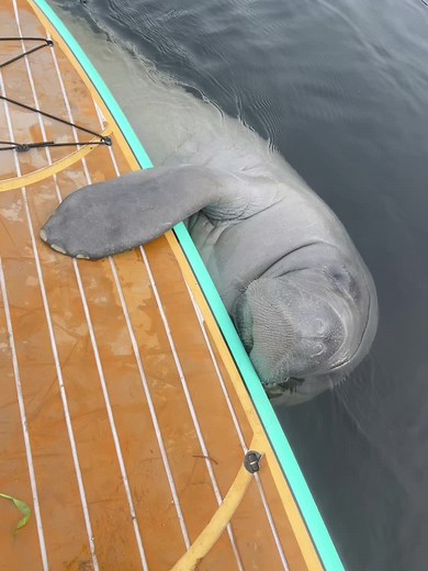 Paddleboard Orlando on TikTok