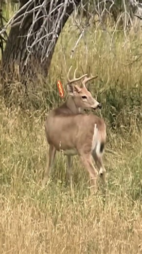 Early Morning Buck Hunt – Success in Seconds#buckhunting #deerhunting #huntinglife #bigbuck#archery