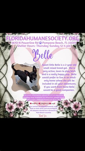 visit www.floridahumanesociety.org The Florida Humane Society is located at 3870 North Powerline Rd. Pompano Beach, FL 33073 and the shelter is open for adoptions on Thursday-Sunday from 12pm-4pm. If you have any questions call 954-974-6152. #dogs #fosterdogs #shelterdogs #adoptadog #animalrescue #animalshelter #adoptdontshop #dogshelter #pompanobeach #fureverhom #dogmom #dogdad #bigdogs #doglife #dogmomlife | Florida Humane Society