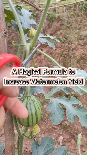 A magical formula to increase watermelon yield #garden #plants #farm #agriculture #planting | Agriculture 2.1