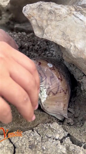 Golden pearls in a massive shell 🤩 | Vonchic.com