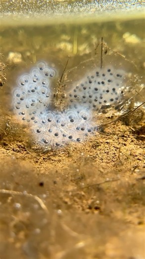 NKFherping on Instagram: "A video checking out my local ephemeral wetlands in search of salamanders!"
