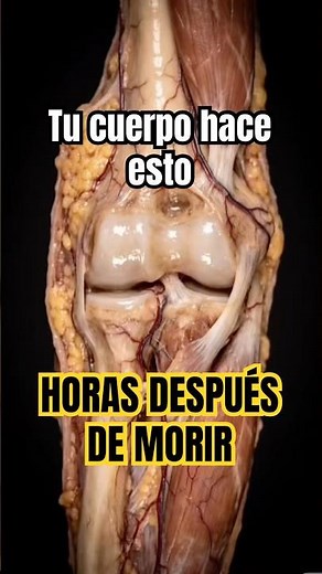 Why the body goes stiff after death (rigor mortis explained)