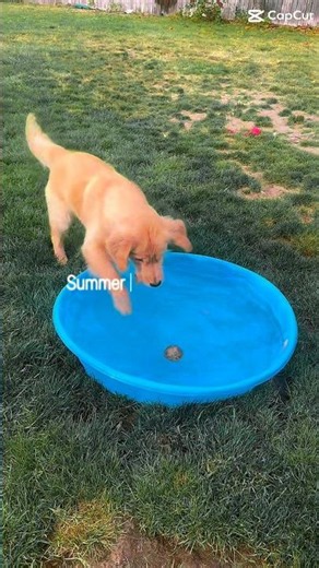 Guyssss!!! 🫶🏻🫶🏻🫶🏻 #goldenretriever #servicedog #summer
